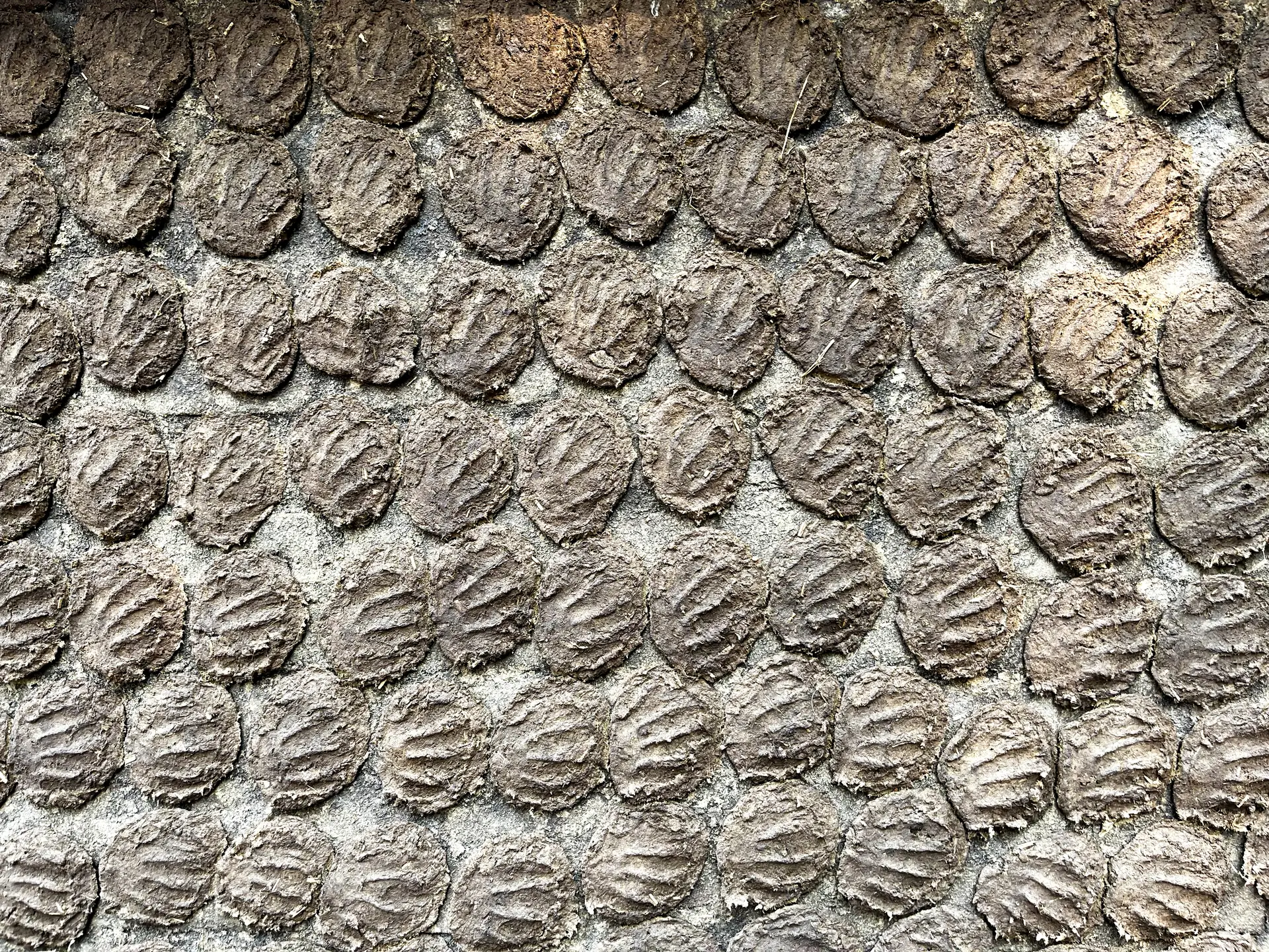 Cow Dung